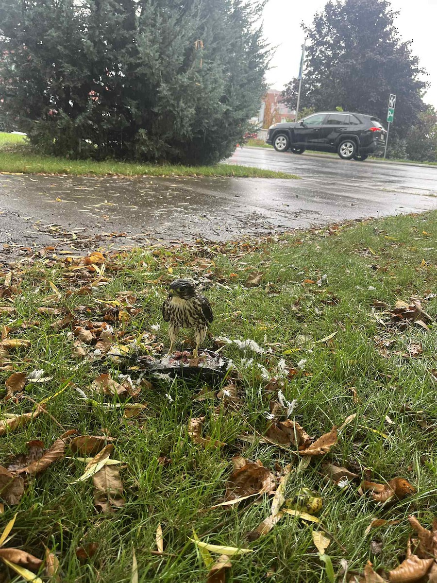 Merlin - ML643018797