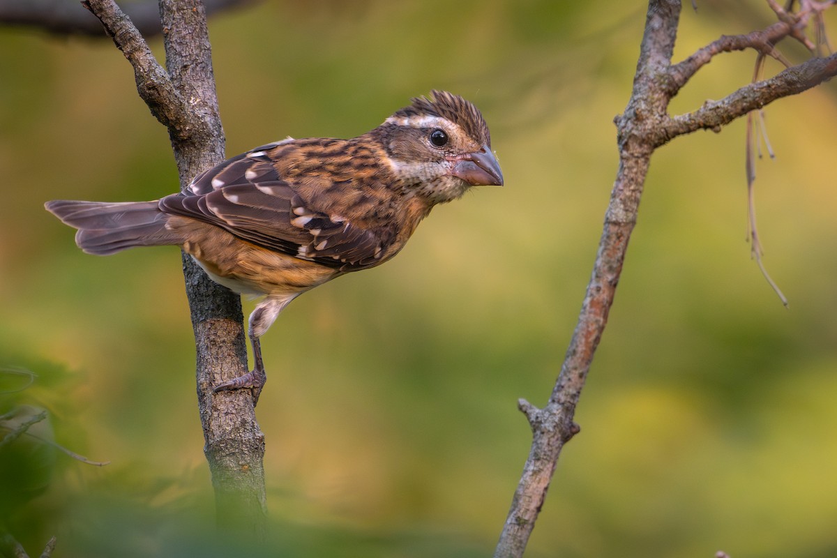 Rose-breasted Grosbeak - ML643018802