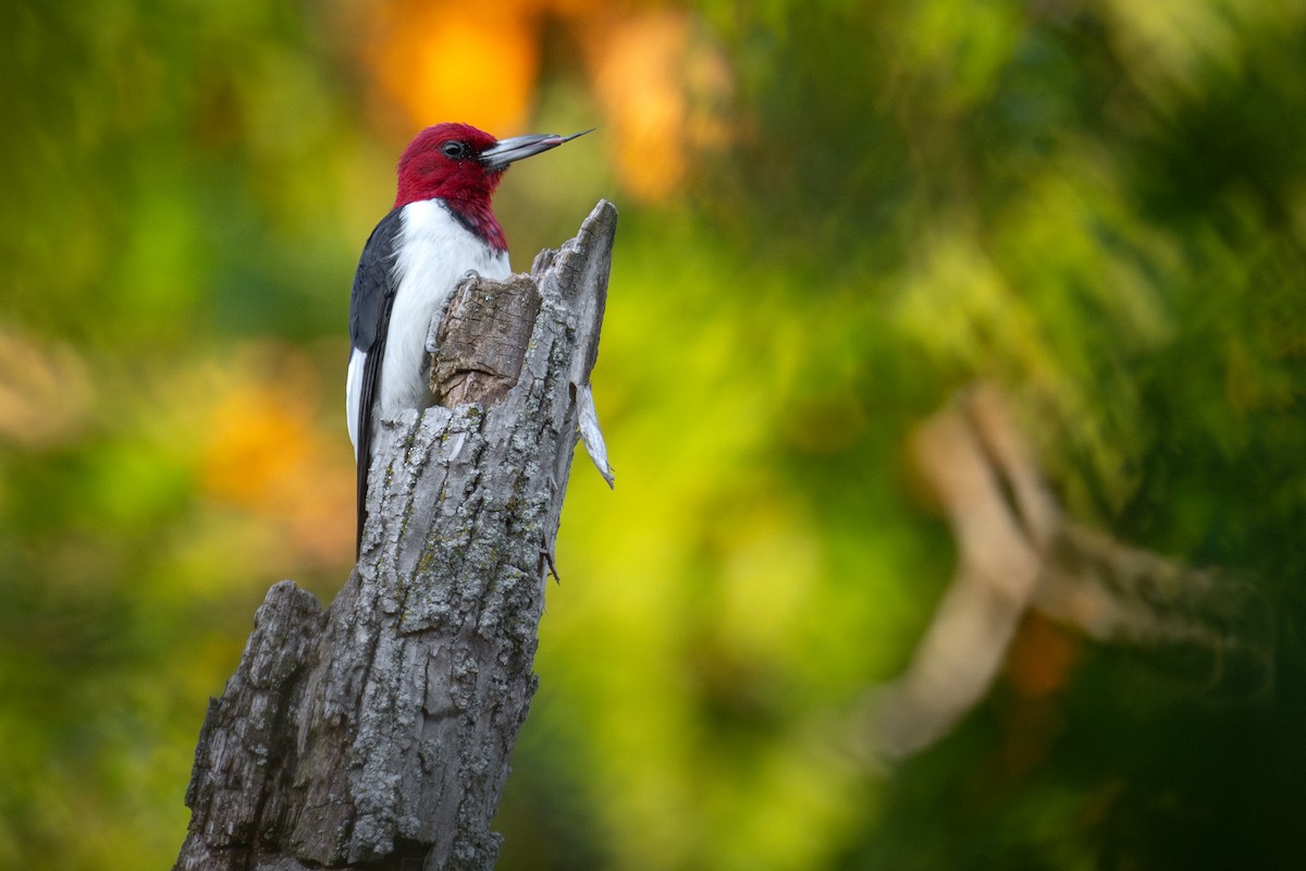 Red-headed Woodpecker - ML643018804
