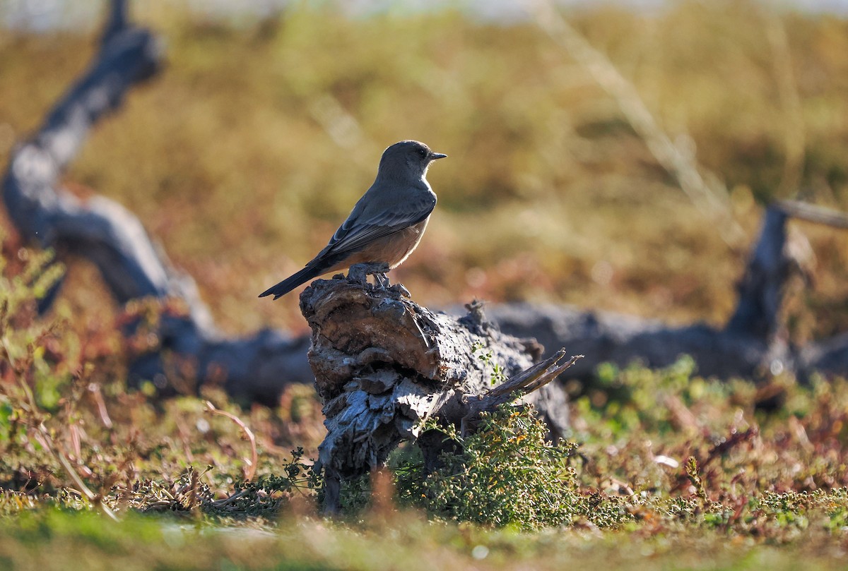 Say's Phoebe - ML643018805