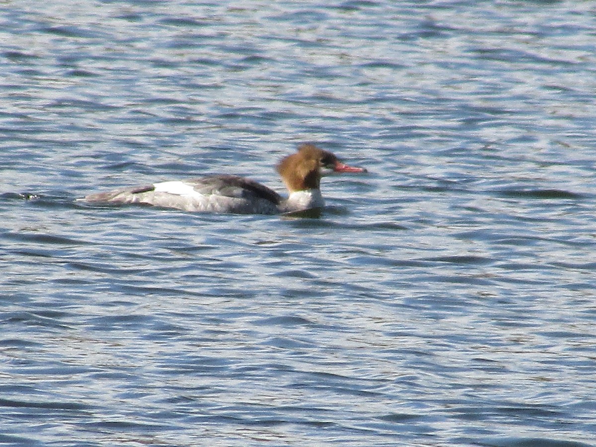 Common Merganser - ML643018807