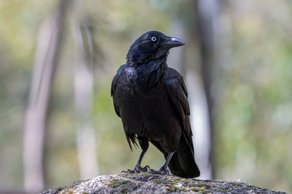 Australian Raven - ML643018808