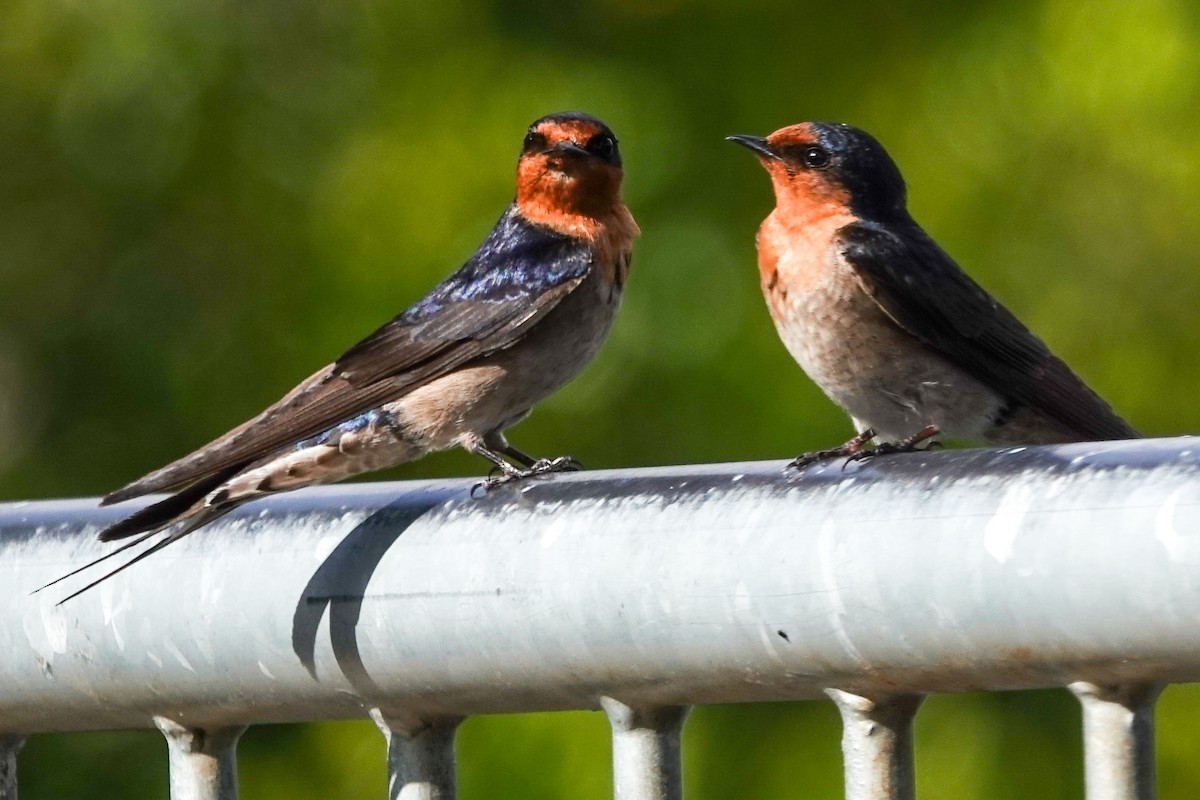 Welcome Swallow - ML643018810