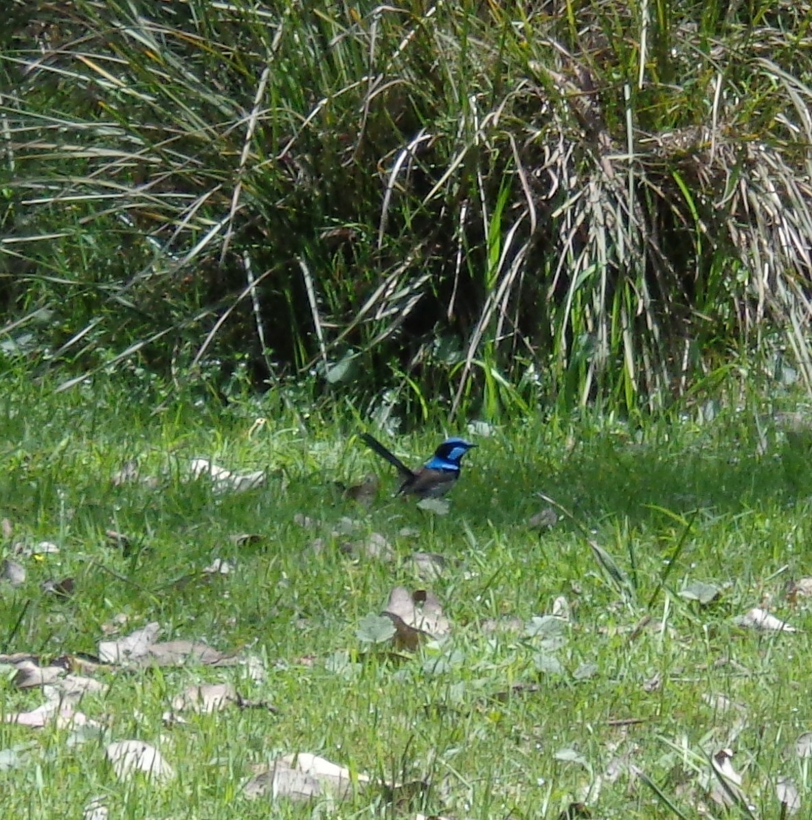 Superb Fairywren - ML643018811