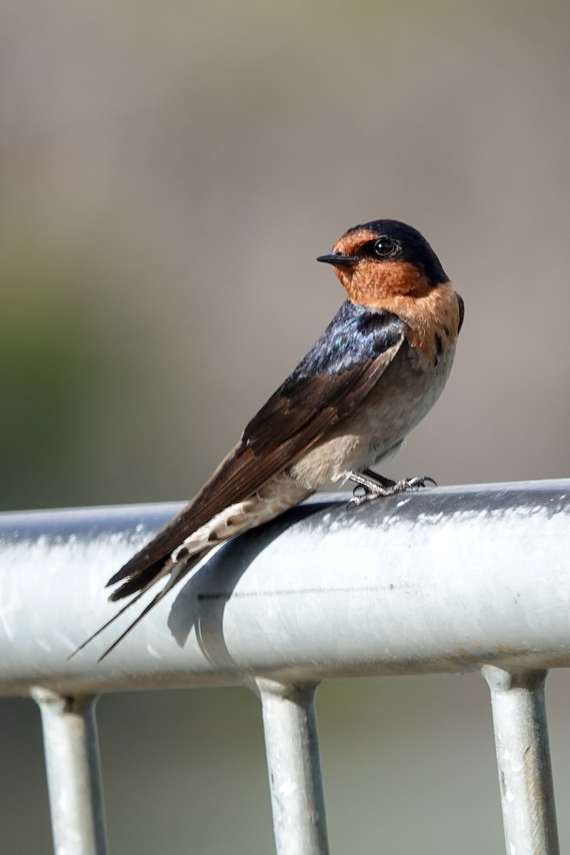 Welcome Swallow - ML643018812