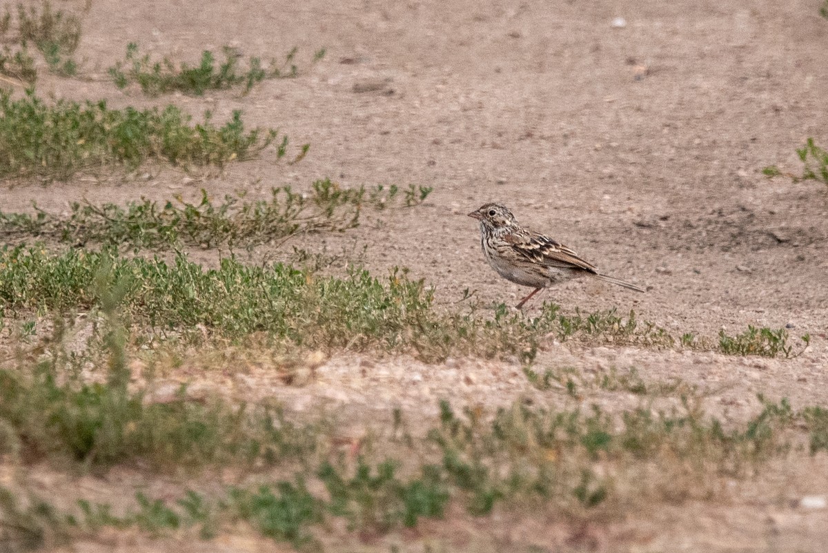 Vesper Sparrow - ML643018824