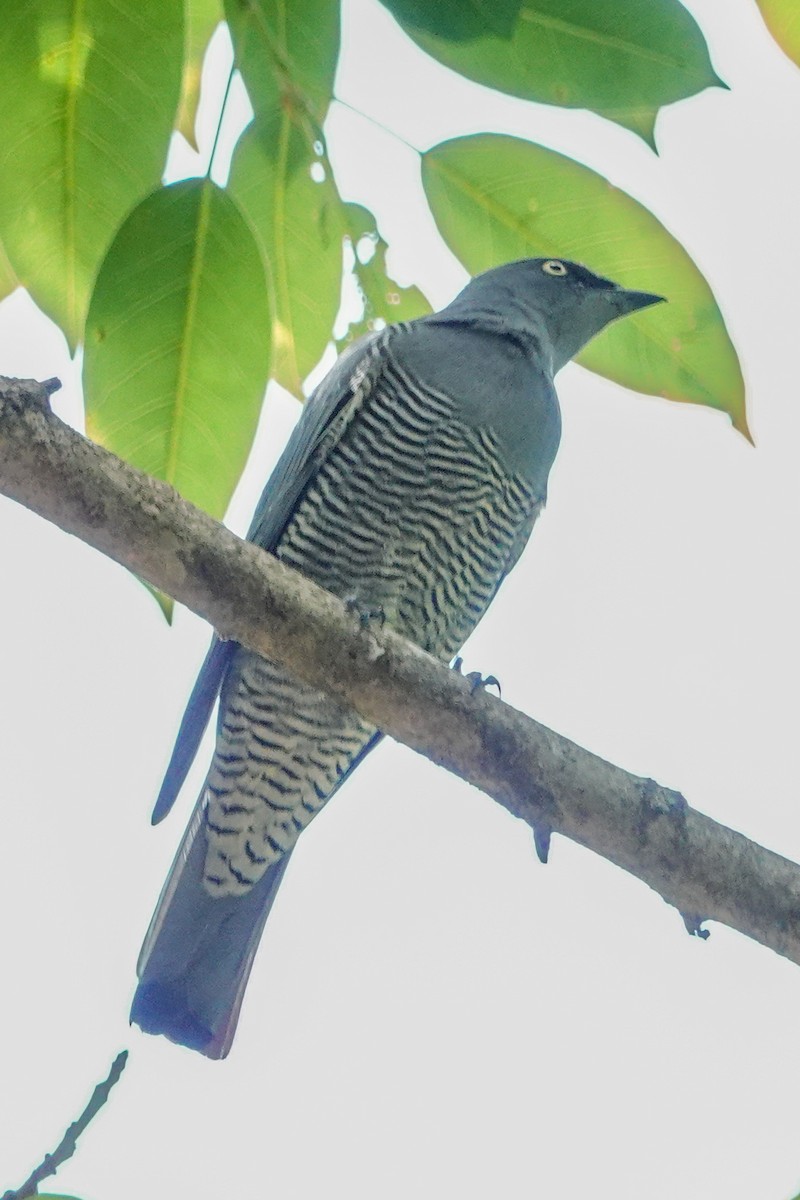 Barred Cuckooshrike - ML643018831