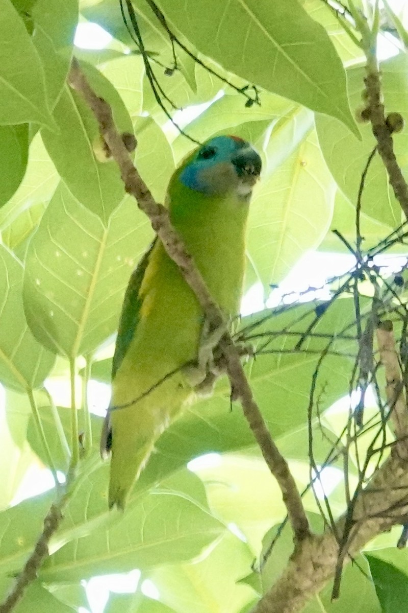 イチジクインコ - ML643018867