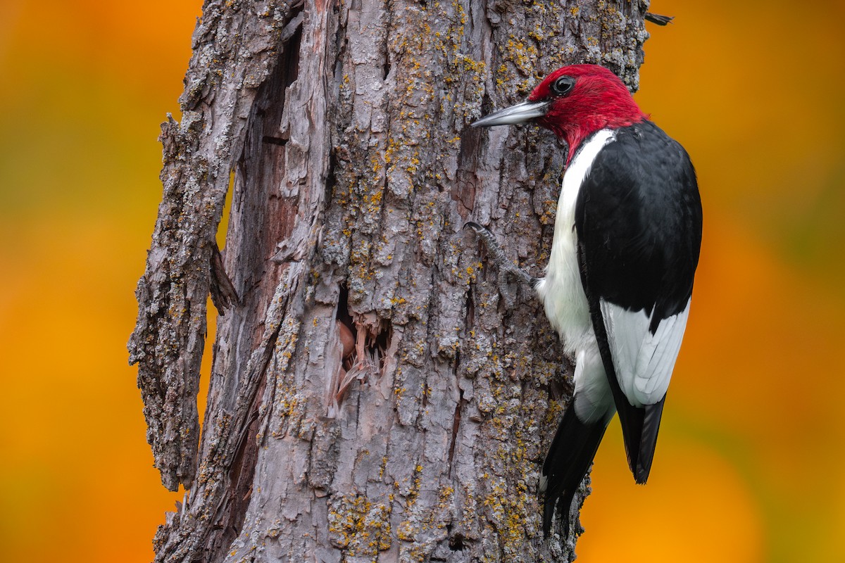Red-headed Woodpecker - ML643018904