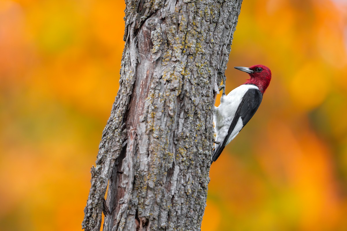 Red-headed Woodpecker - ML643018915