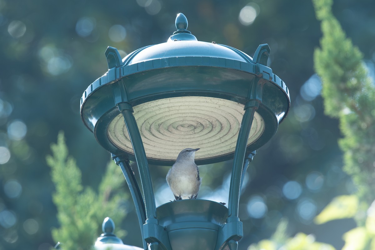 Northern Mockingbird - ML643018917