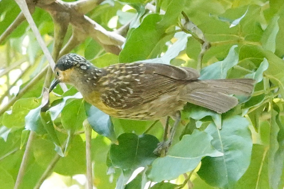 Macleay's Honeyeater - ML643018919