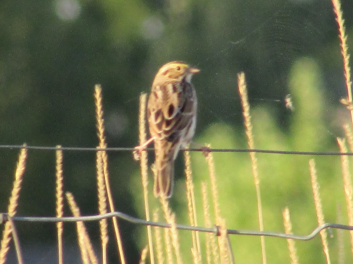 Savannah Sparrow - ML643018920