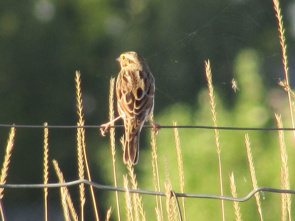 Savannah Sparrow - ML643018921