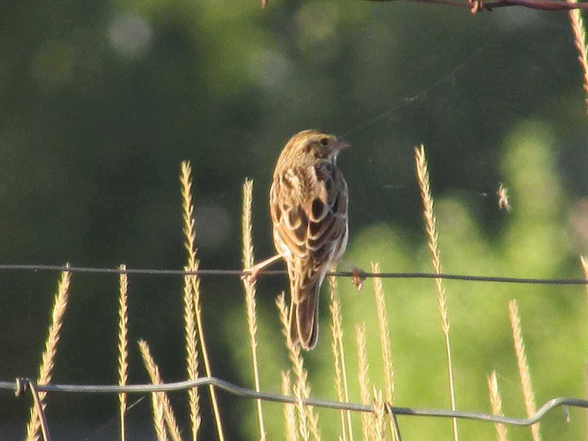 Savannah Sparrow - ML643018922