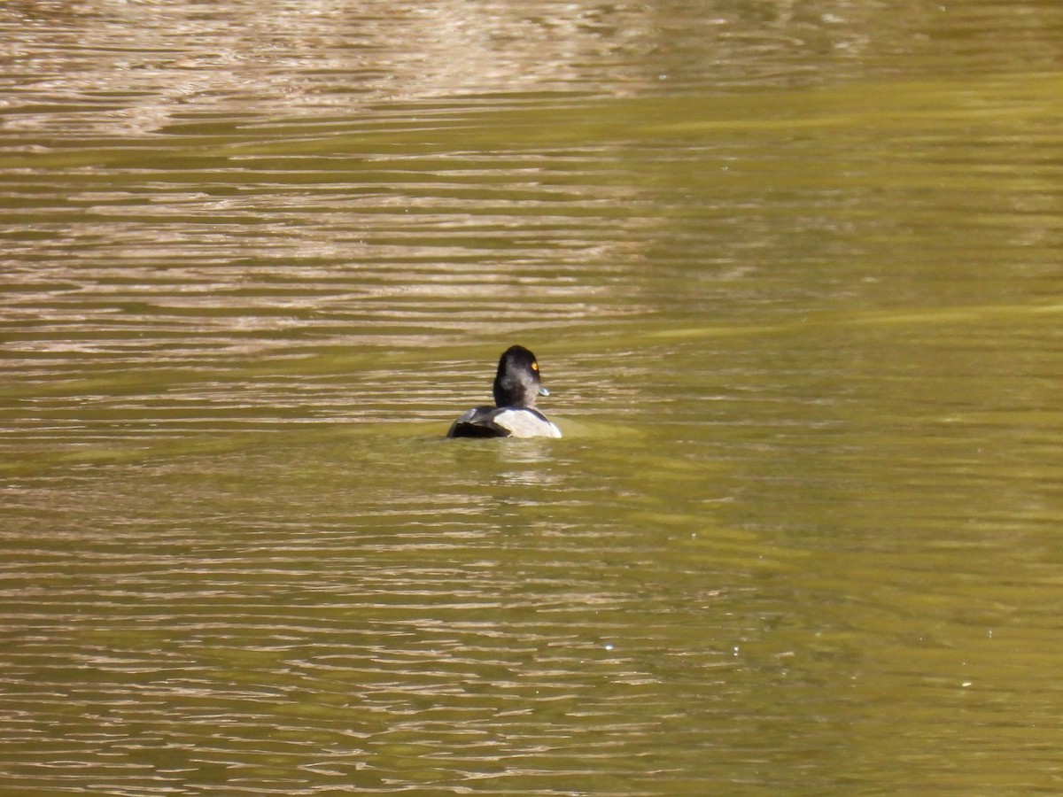 Ring-necked Duck - ML643018926