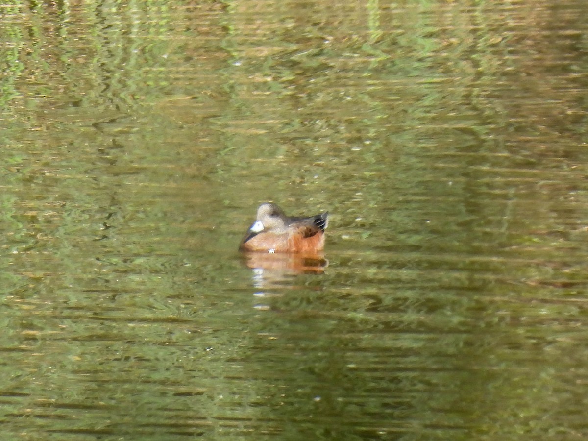 American Wigeon - ML643018930