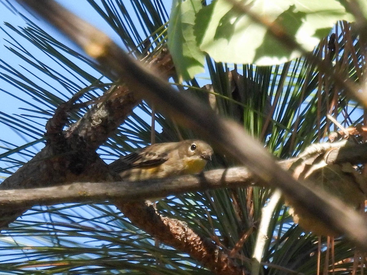Yellow-rumped Warbler (Audubon's) - ML643018932