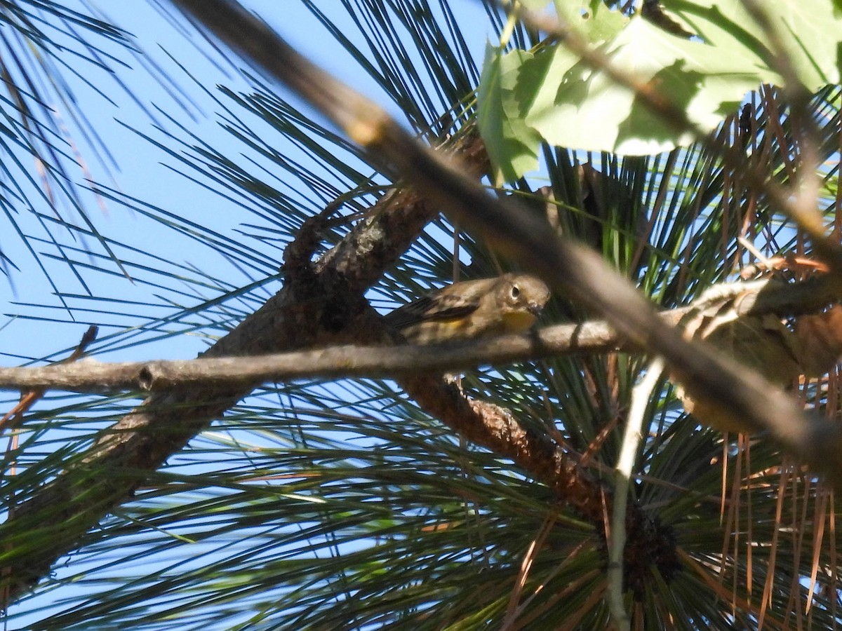 Yellow-rumped Warbler (Audubon's) - ML643018933