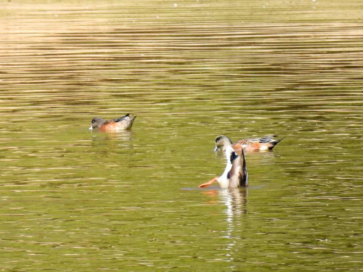 American Wigeon - ML643018937
