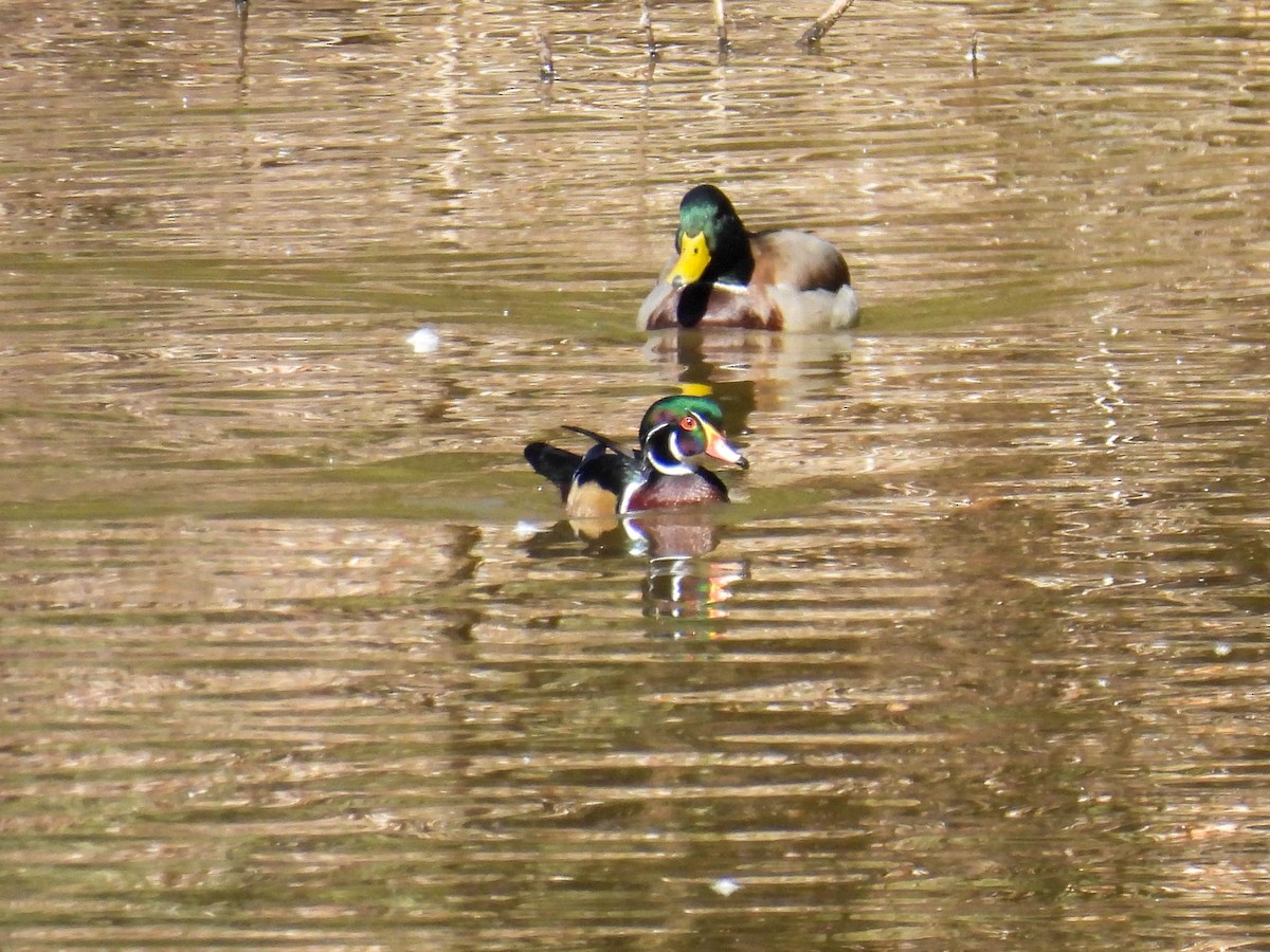 Wood Duck - ML643018940