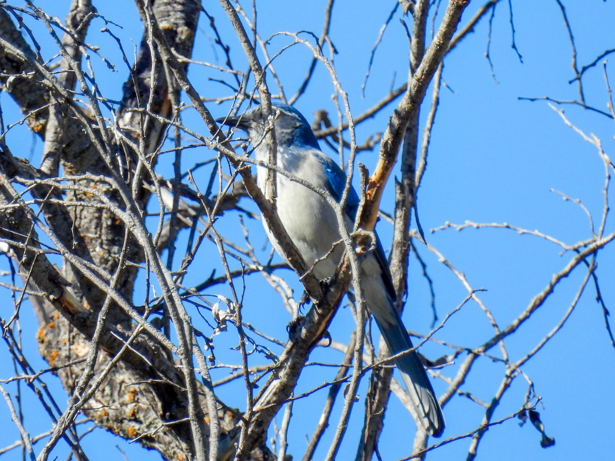 California Scrub-Jay - ML643018957