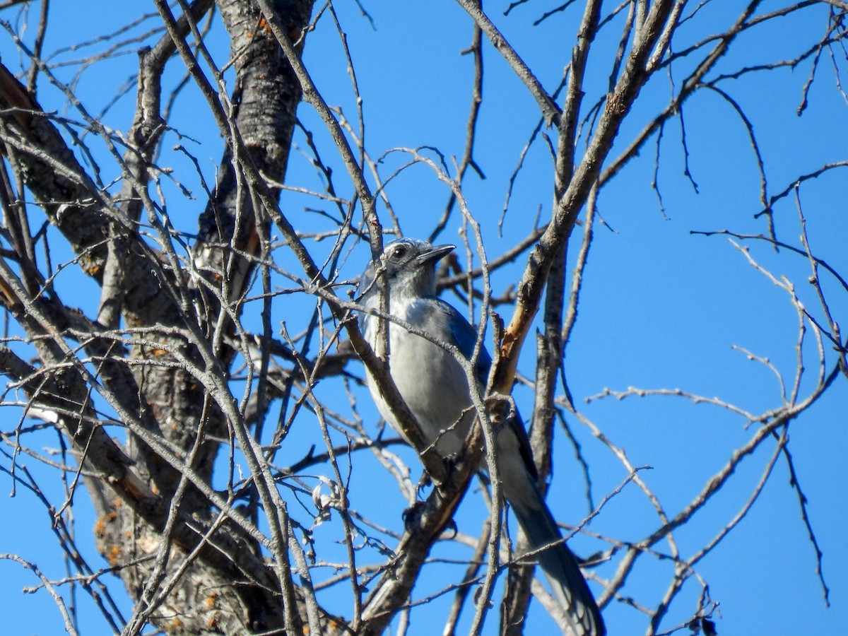 California Scrub-Jay - ML643018958