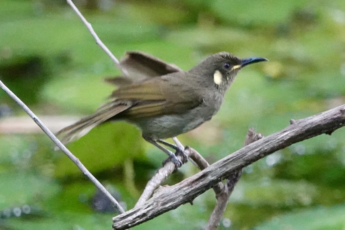 Yellow-spotted Honeyeater - ML643018976