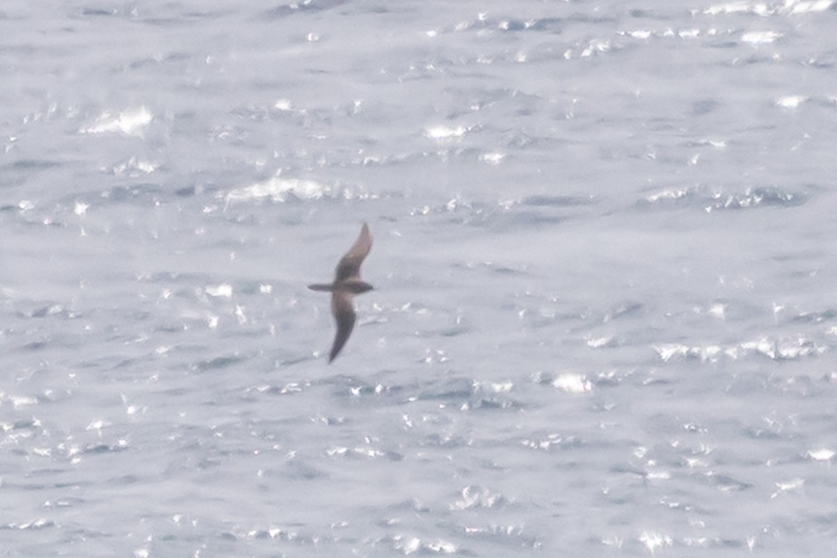 Wedge-tailed Shearwater - ML643018983