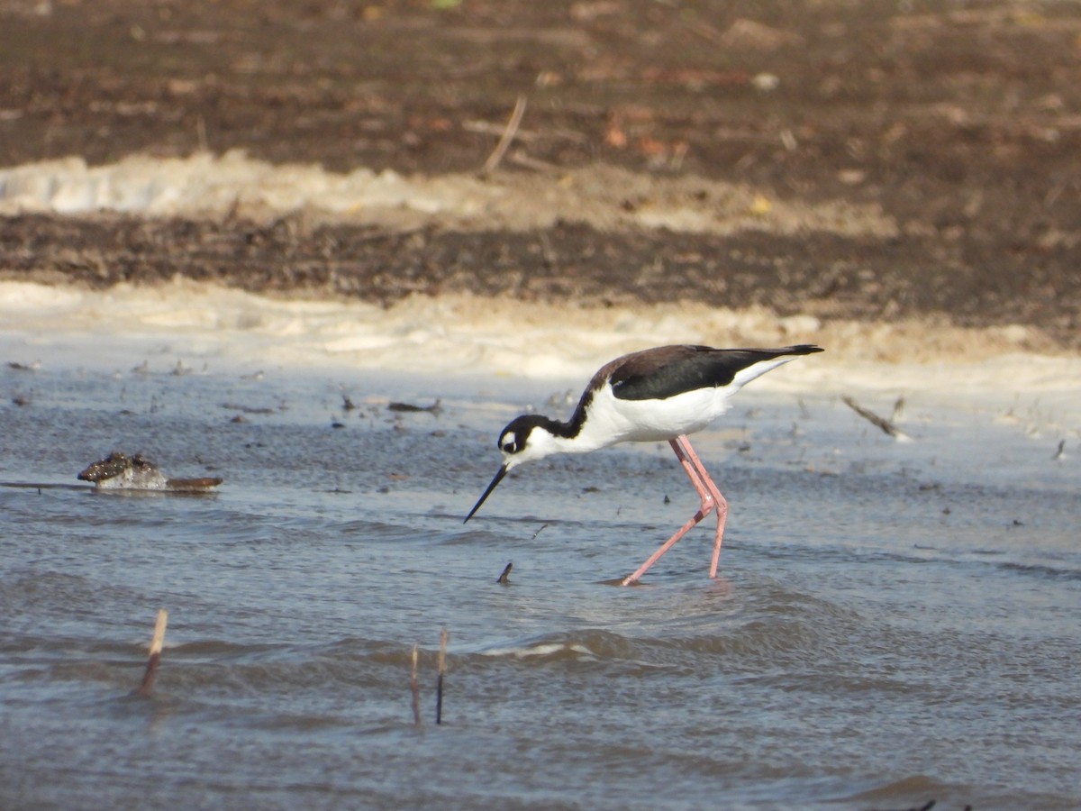 Black-necked Stilt - ML643018998
