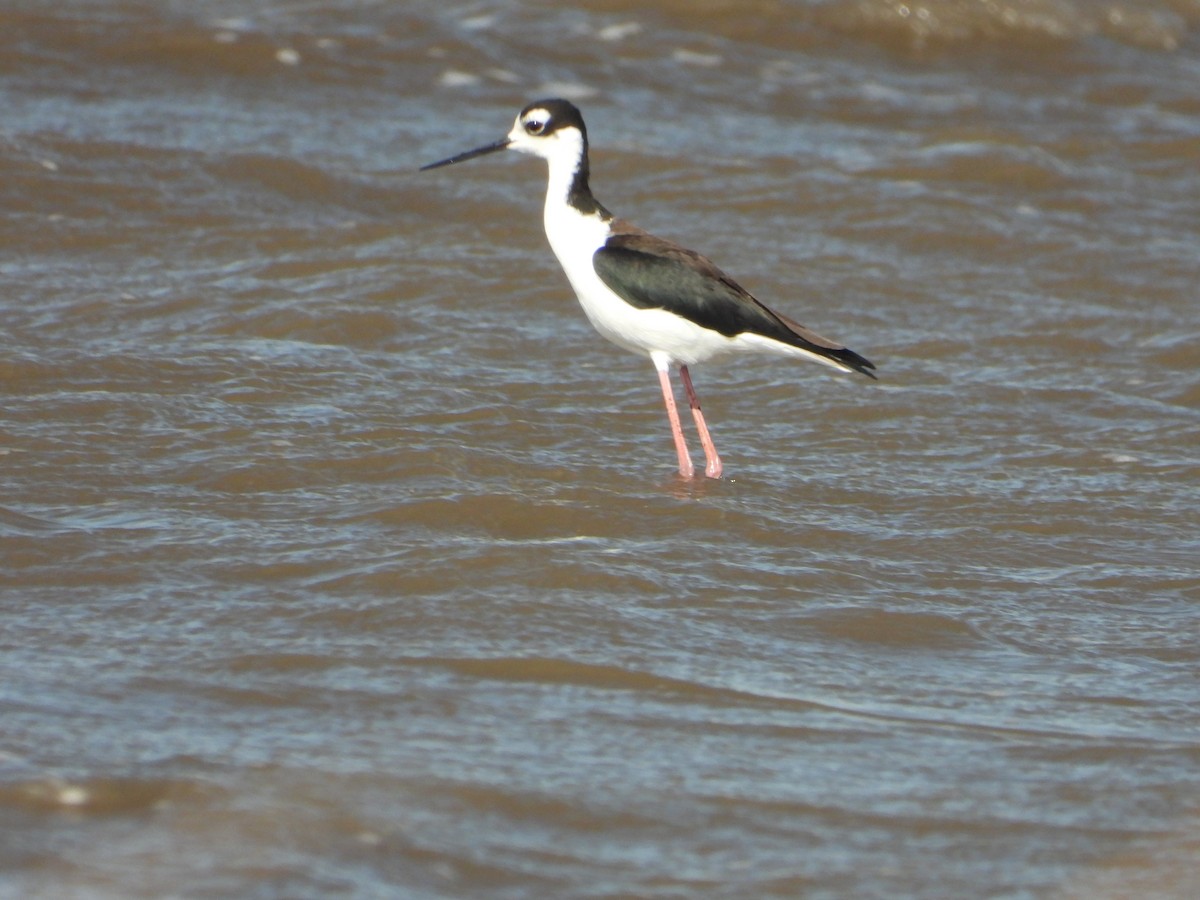 Black-necked Stilt - ML643018999
