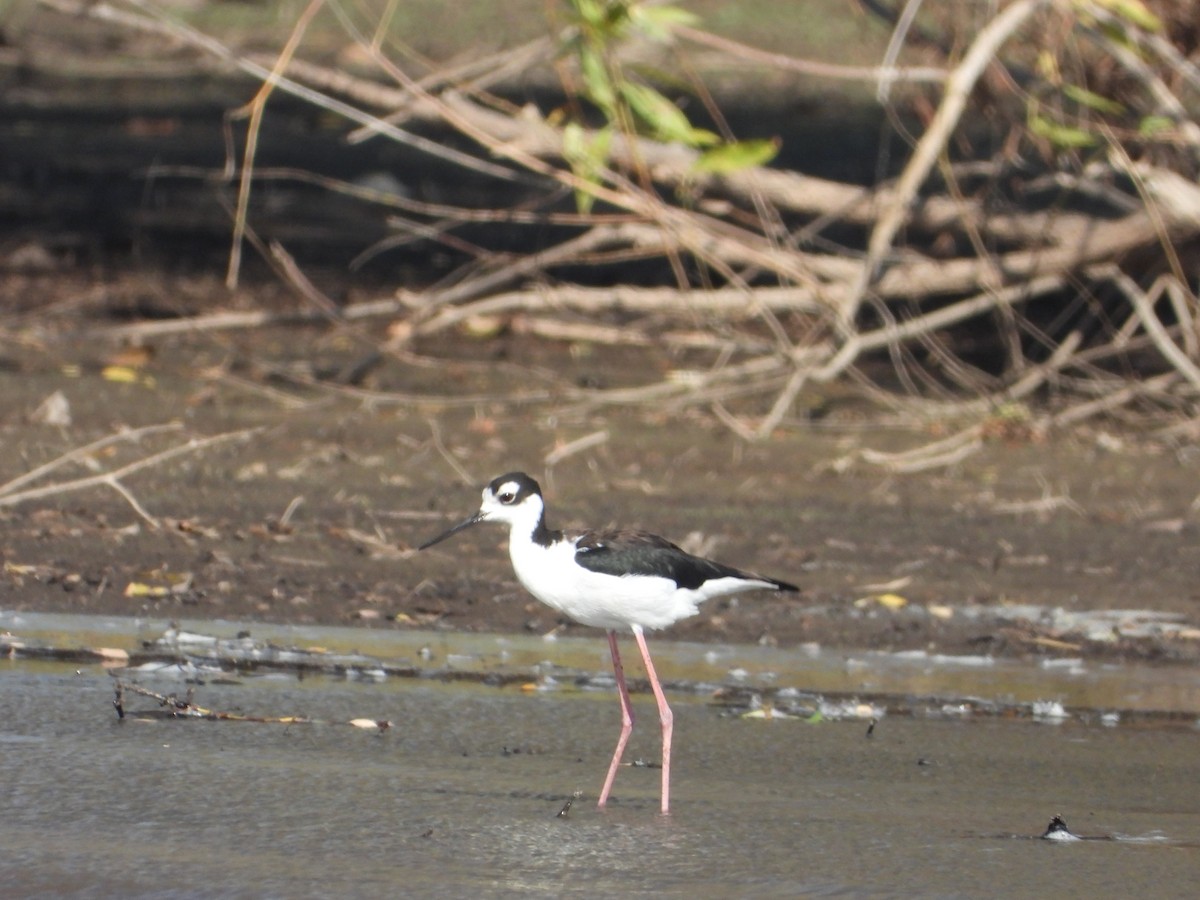 Black-necked Stilt - ML643019000