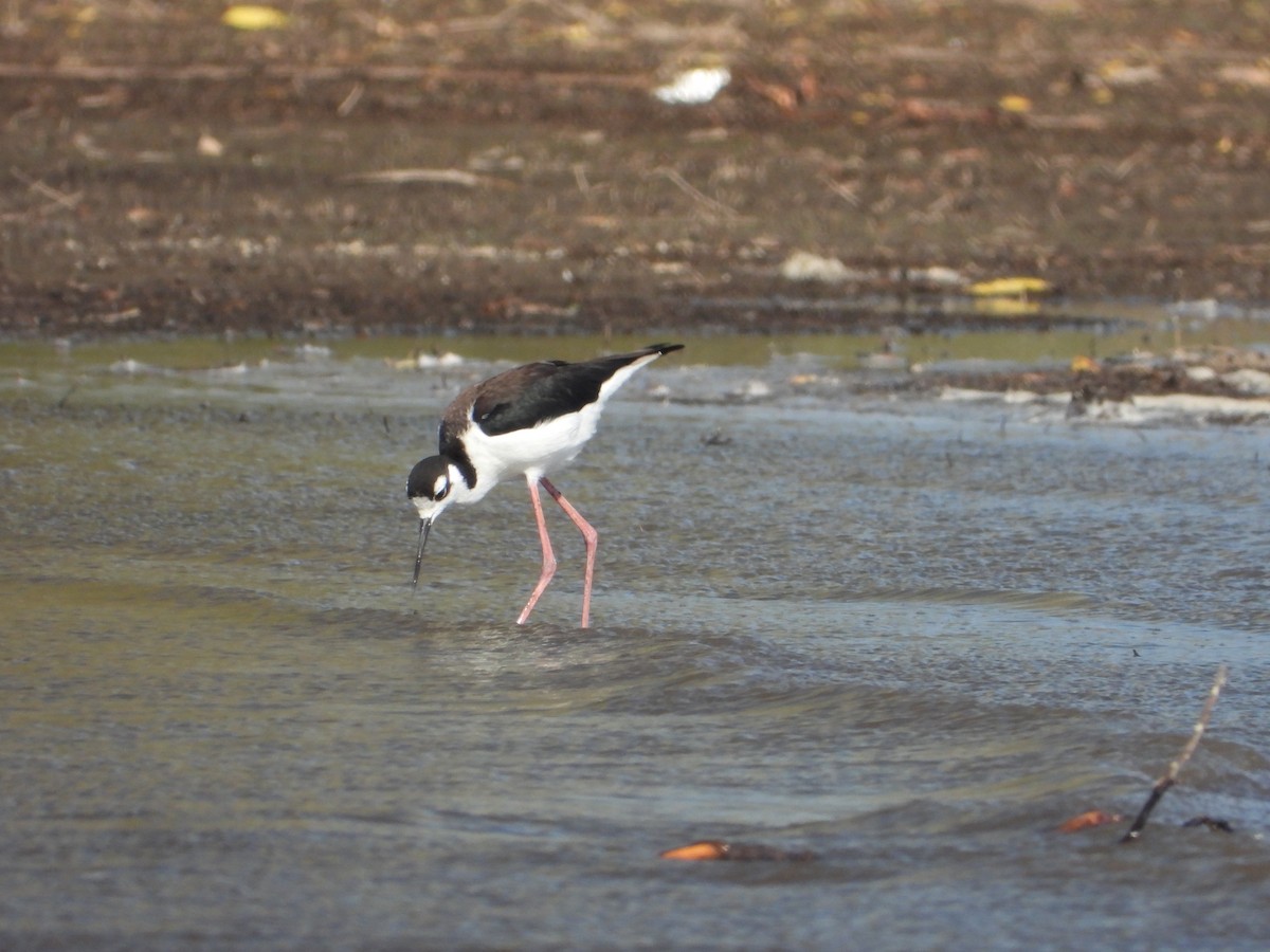 Black-necked Stilt - ML643019001