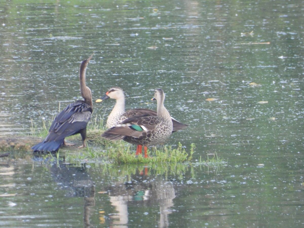 Indian Spot-billed Duck - ML643019008