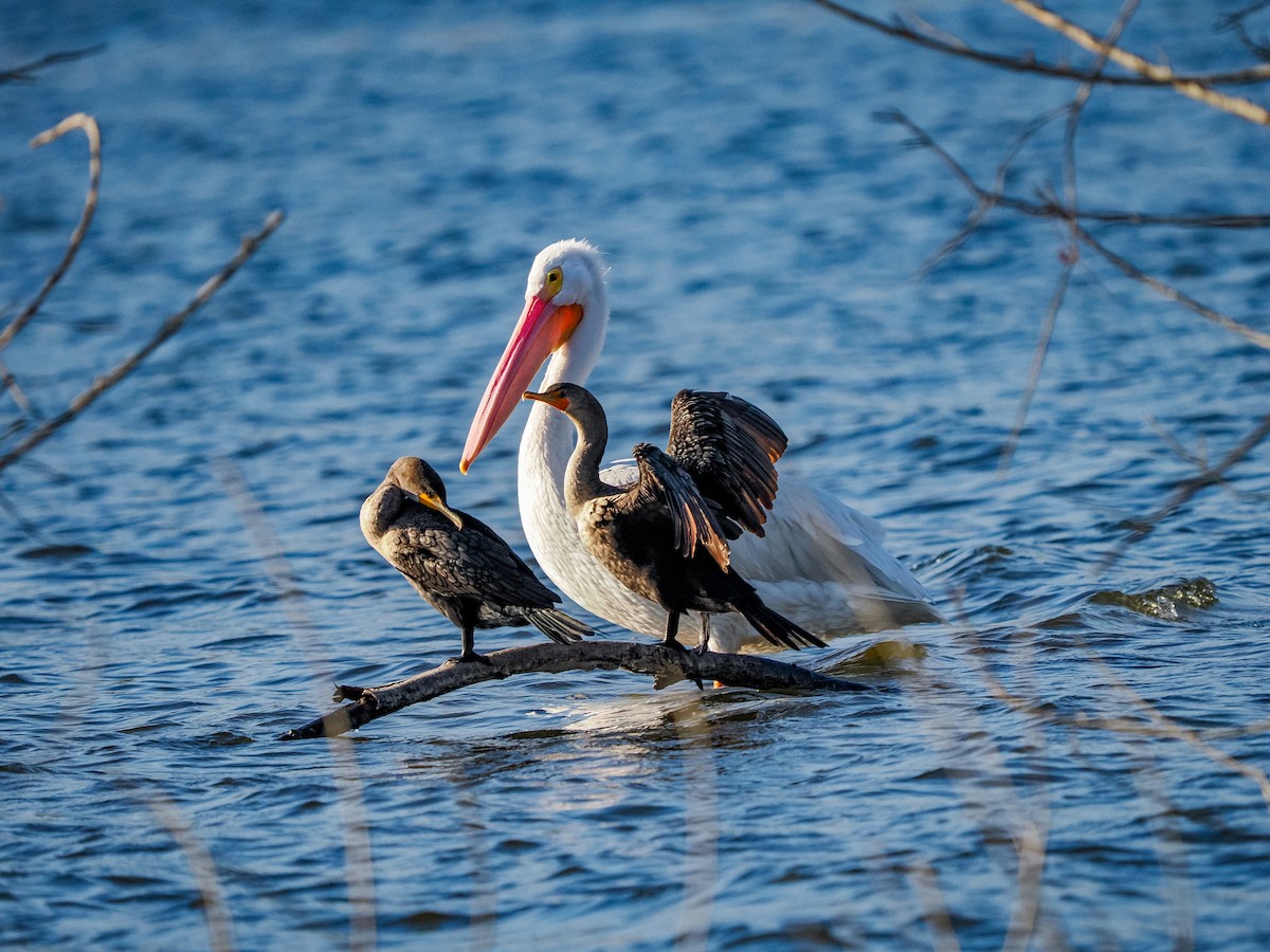 Cormorán Orejudo - ML643019012