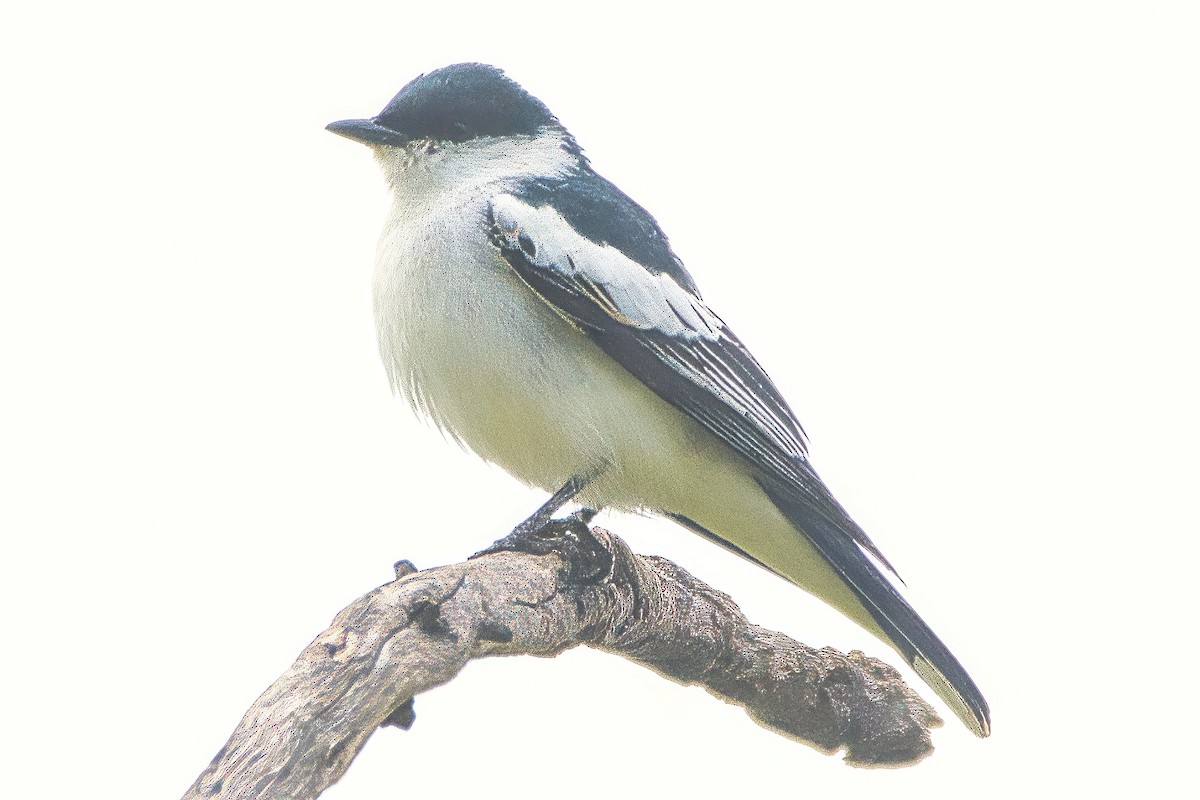White-winged Triller - ML643019039