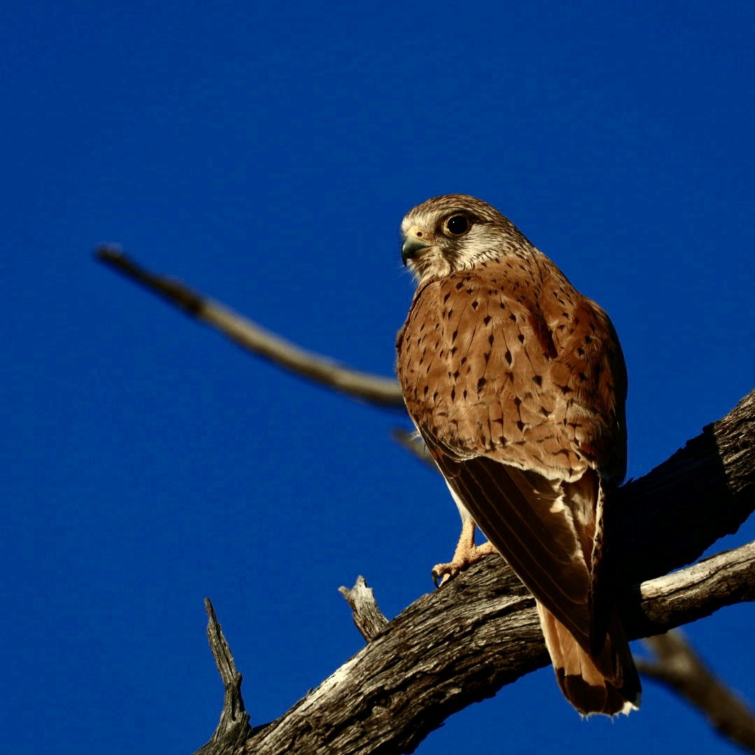 Nankeen Kestrel - ML643019043