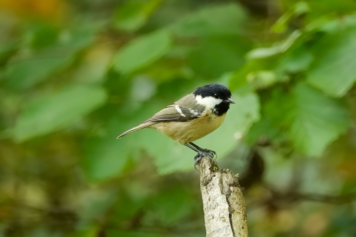 Московка - ML643019049