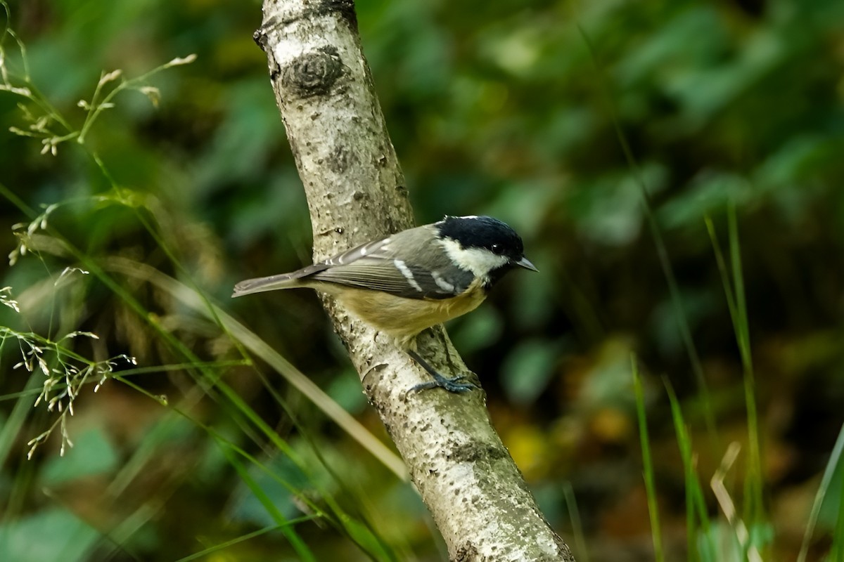 Московка - ML643019050