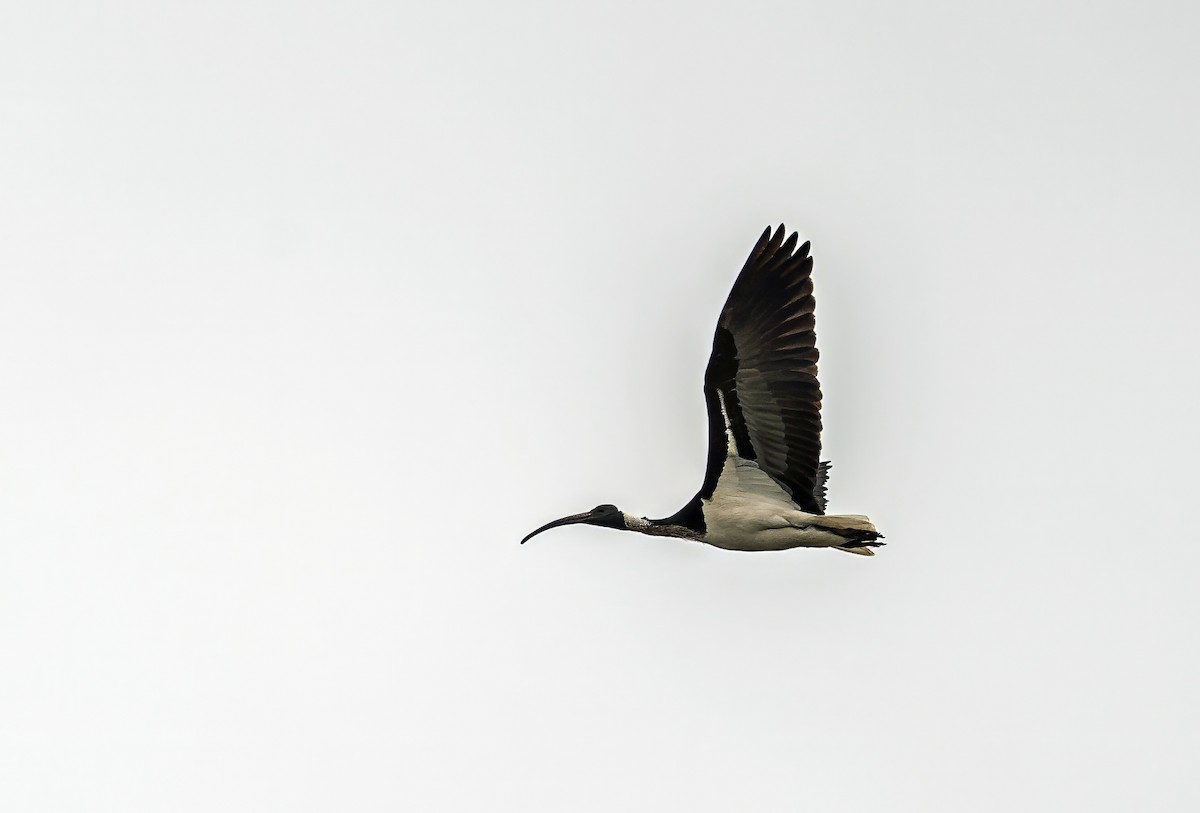 Straw-necked Ibis - ML643019057