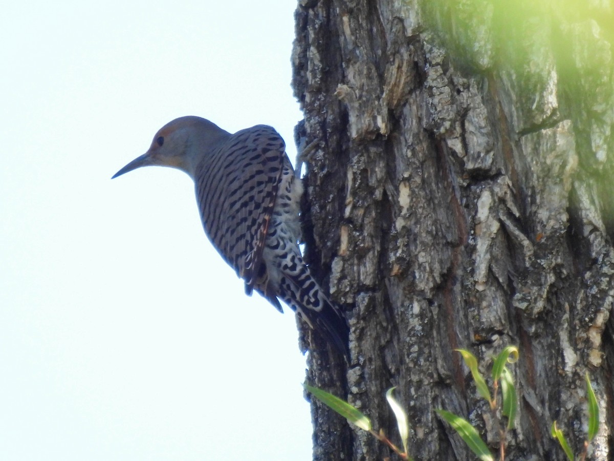 Northern Flicker - ML643019066