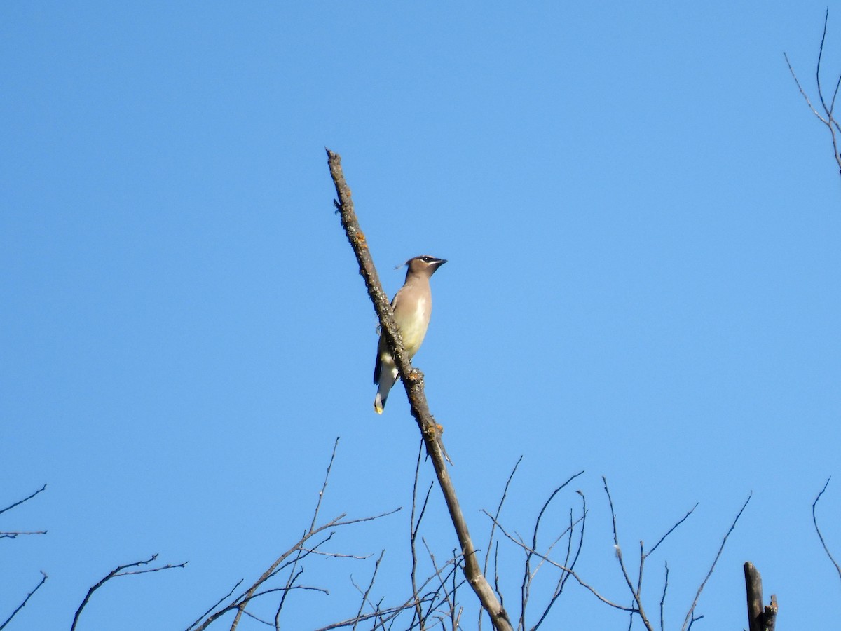 Cedar Waxwing - ML643019072