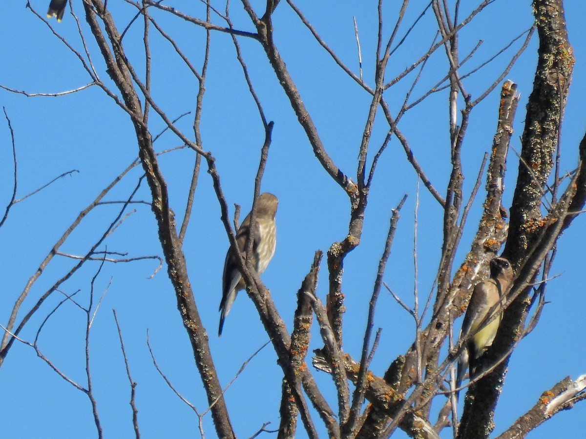 Cedar Waxwing - ML643019073