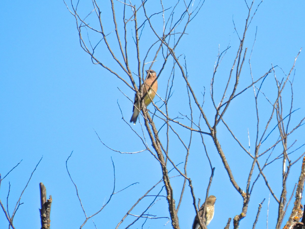 Cedar Waxwing - ML643019074