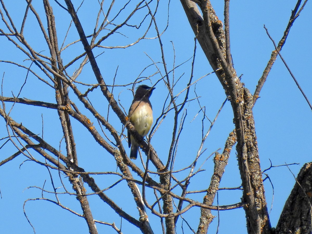 Cedar Waxwing - ML643019075