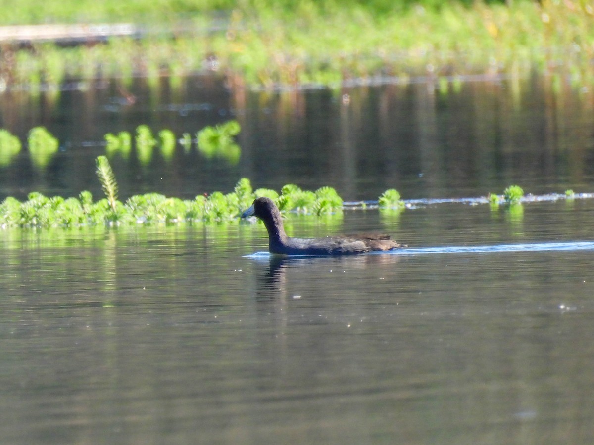 American Coot - ML643019076
