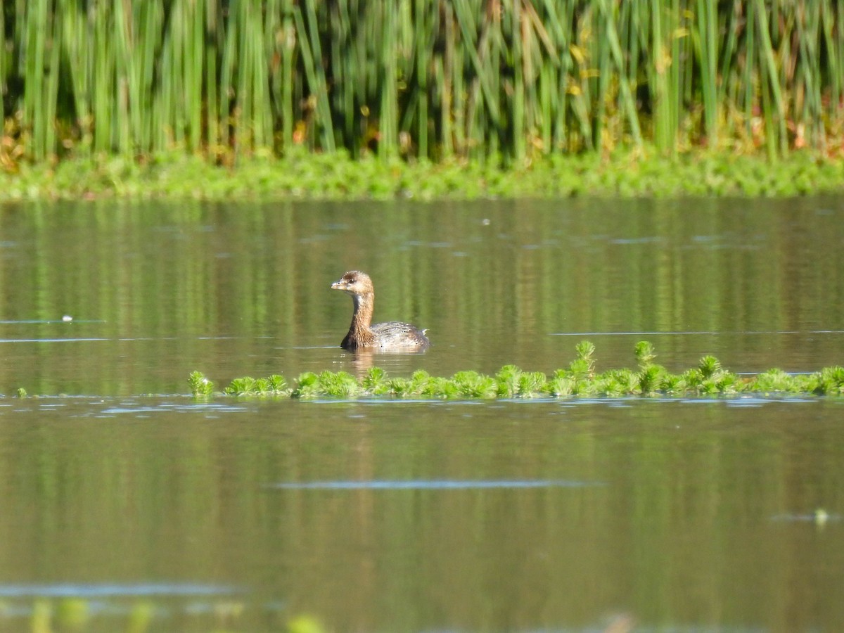 Pied-billed Grebe - ML643019077