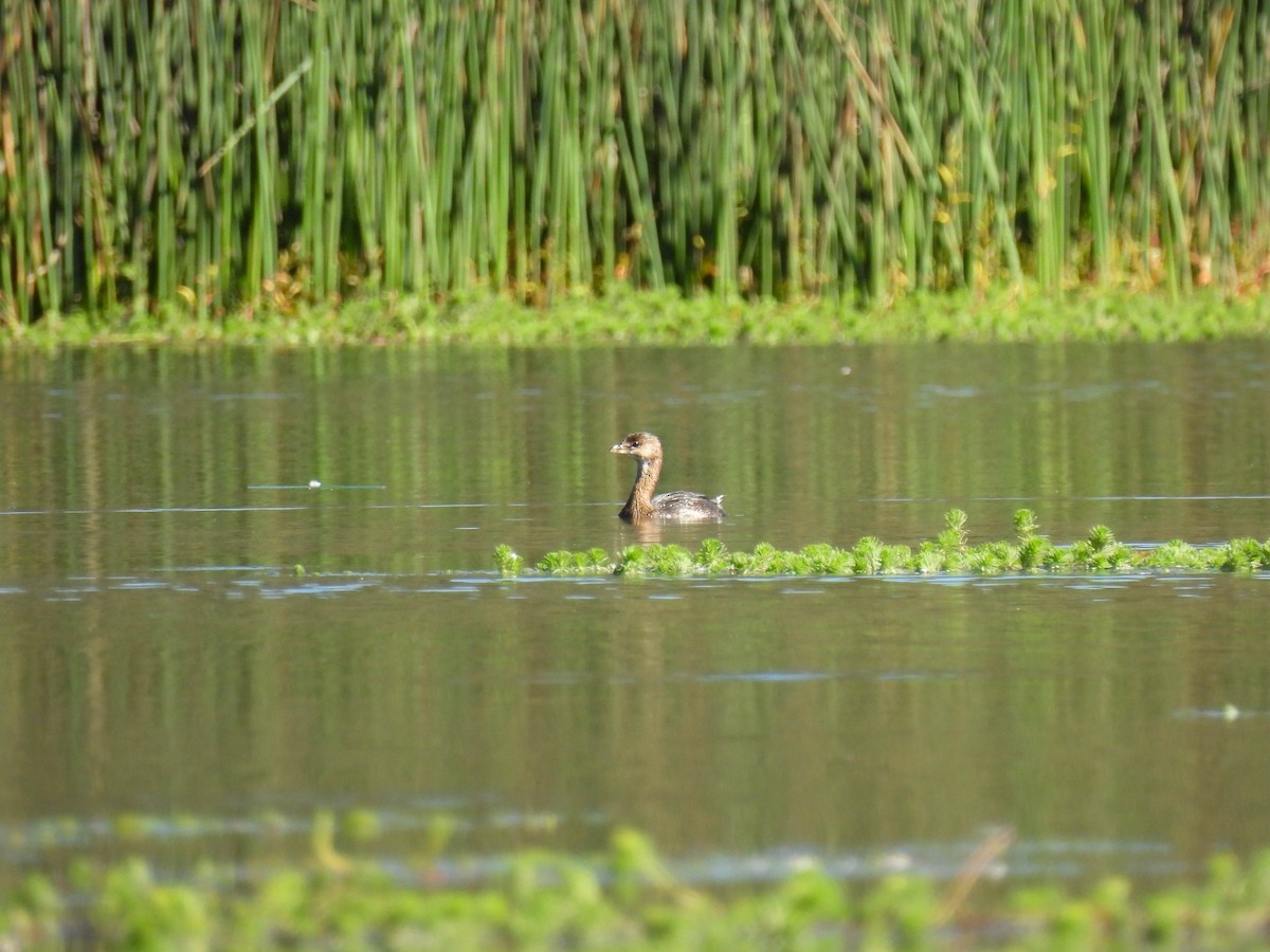 Pied-billed Grebe - ML643019078