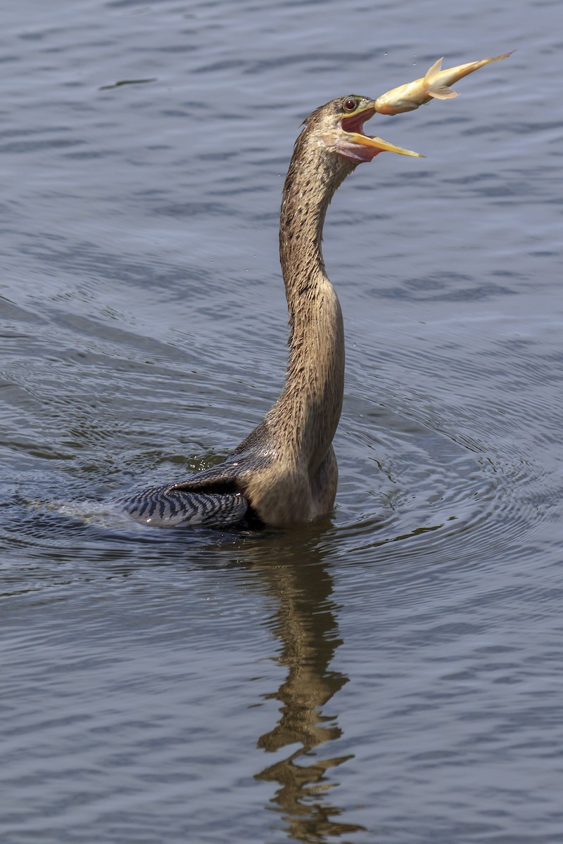 Anhinga - ML643019080