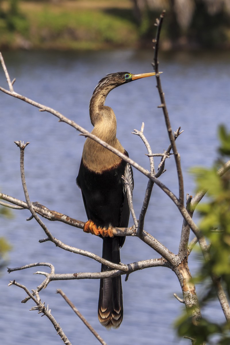 Anhinga - ML643019081